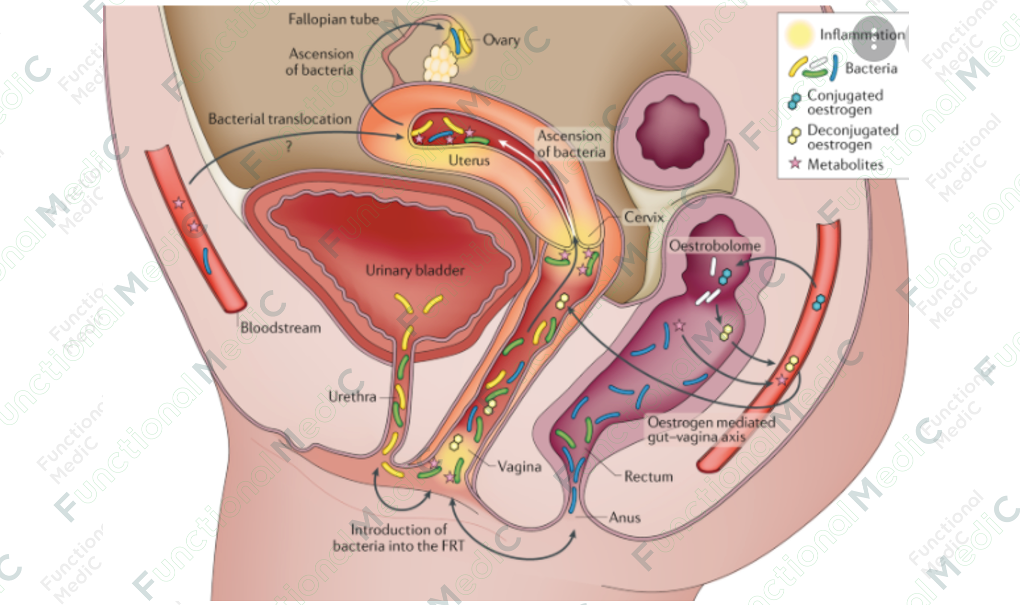 温故而知新专栏｜女性生殖泌尿系统的微生态环境