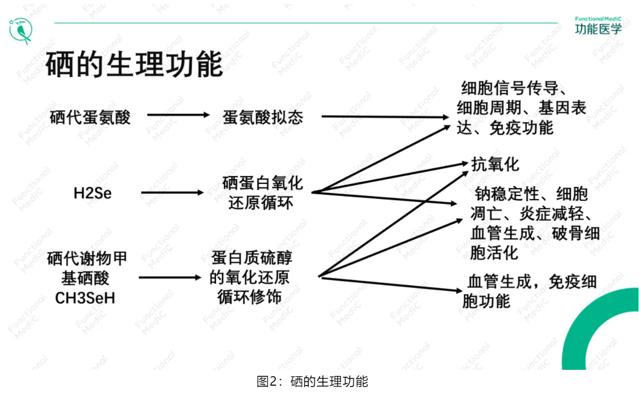 温故而知新专栏 | 解毒与生物转化失衡篇《微量元素与重金属对甲状腺和生育功能的影响及功能医学干预》