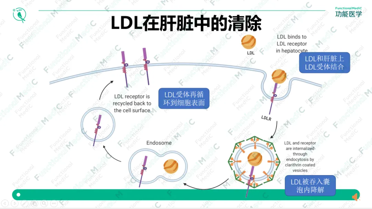 温故而知新专栏 | 血脂异常和动脉硬化的功能医学干预（上）