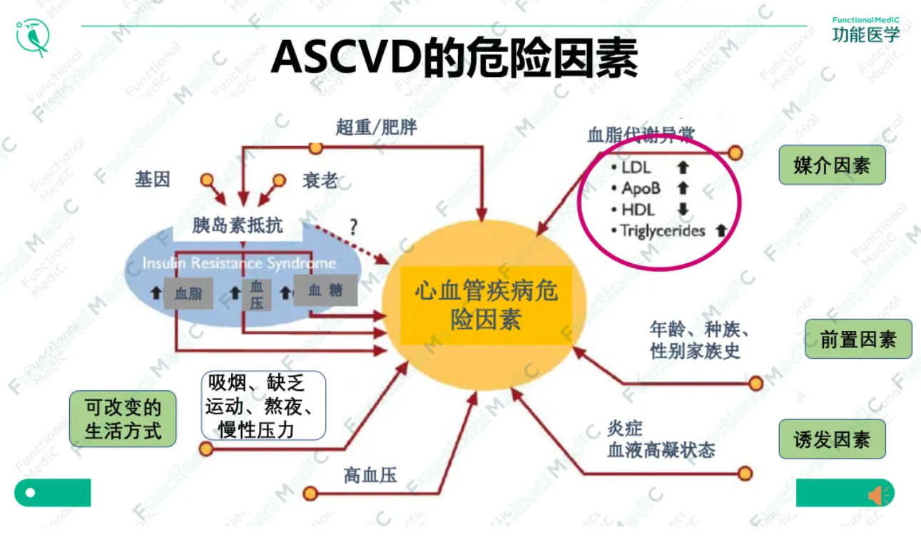 温故而知新专栏 | 血脂异常和动脉硬化的功能医学干预（中）