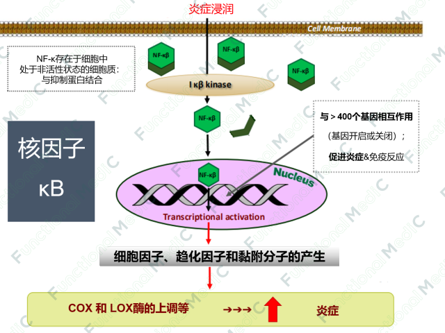 温故而知新专栏 | 病毒系列（4）：抑制病毒DNA/RNA复制