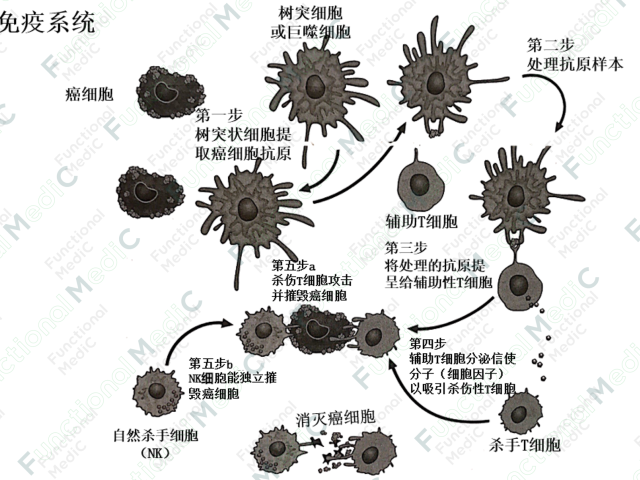 温故而知新专栏 | 免疫与癌症初探（上）——机制分析