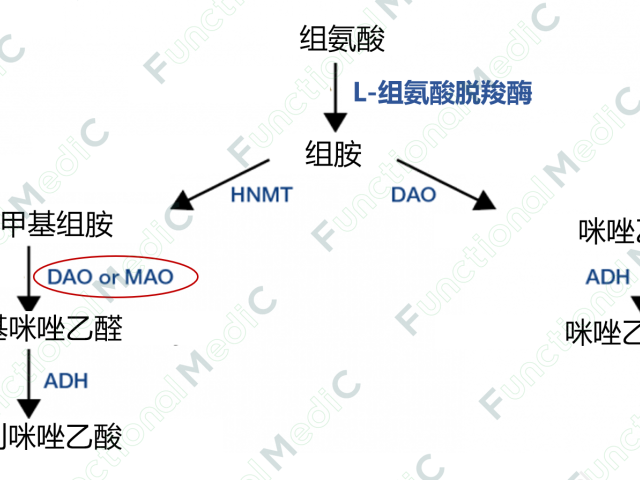 温故而知新专栏 | 功能医学特殊饮食计划（三）--低组胺饮食