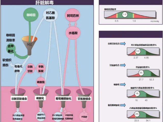 温故而知新专栏 | 解毒与生物转化失衡篇《机体毒素与肝脏解毒功能评估及相关功能医学辅助干预》